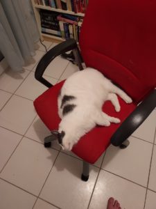 Ninja the chonk, the real reason I get nothing done.
