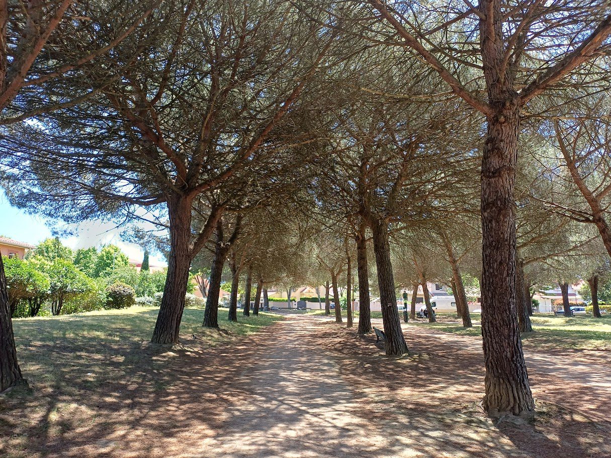 Trees in the park